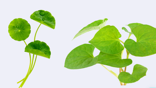 Hearleaf or Centella? What does your skin need?